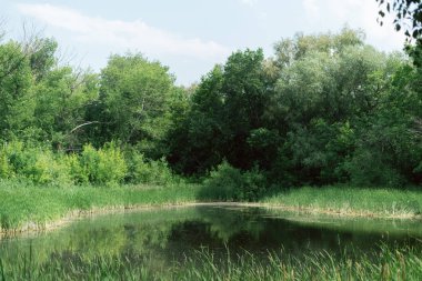 ağaçlar arasında güzel muhteşem bir yer. yosun ile gölet