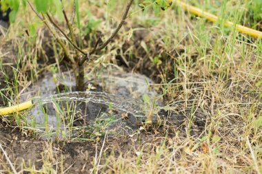 bir hortum küçük bir ağaç sulama. bir çiftçi bir bahçe yetişir.