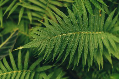 Yeşil ince palmiye yabani, tropikal orman bitkileri, dökmeyen sarmaşıklar soyut renk büyüyen bitki yaprakları