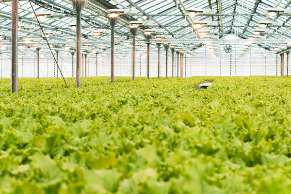 Industrial production of lettuce and greens. Closed light large greenhouse