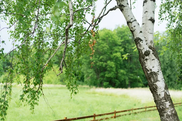 stock image Beautiful Russian tree against the background of the field and the forest. Young birch in a wooden fence. Pacification in old age.