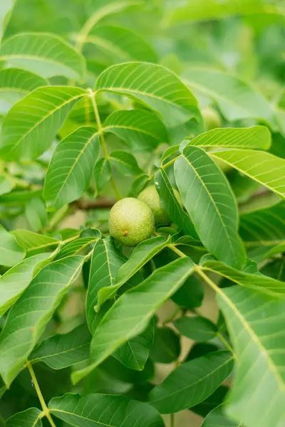 Bir ağaç dalı üzerinde olgunlaşmamış yeşil kestane. fındık bir ağaçta yetişir.