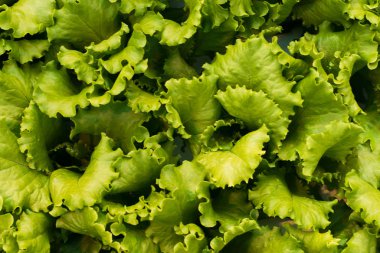 Endüstriyel ölçekte lahana ve marul üretimi. Arka plan ve vejetaryen gıda ve salata duvar kağıdı