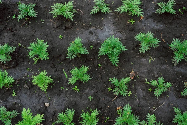 Brotos verdes em solo negro. Cultivar vegetais na agricultura. Torção superior em brotos verdes — Fotografia de Stock