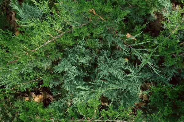 Coniferous green branches. christmas background — Stock Photo, Image