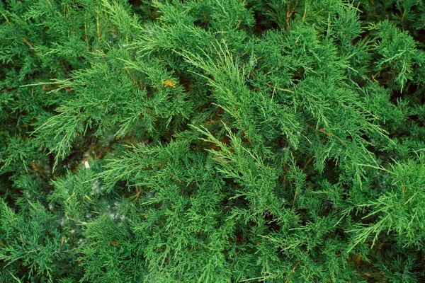 iğne yapraklı yeşil dalları. noel arka plan