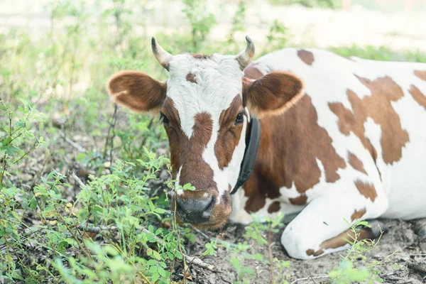 cute cow lies on a pasture outdoors and looks at the camera. Pasture of bulls, cows and calves