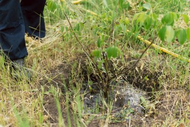 bahçıvan bir çiftlikte küçük büyüyen bir ağaç sulama. Bir adam ceviz ağacı yetiştirir. Hortum bahçe sulama