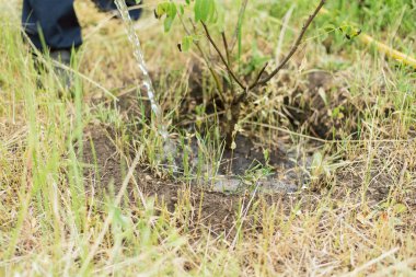 bahçıvan bir çiftlikte küçük büyüyen bir ağaç sulama. Bir adam ceviz ağacı yetiştirir. Hortum bahçe sulama