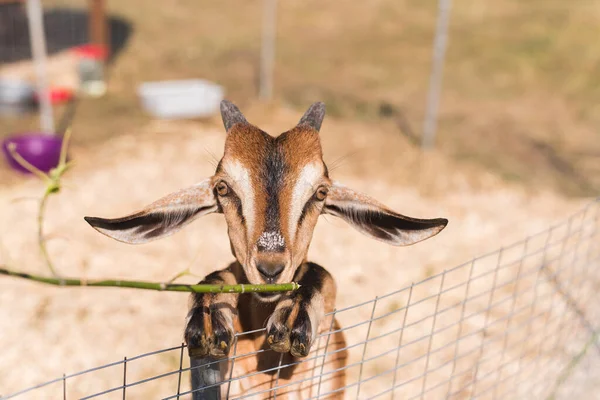 Cute goat eating a branch of grass. Brown goat in a pen outdoors