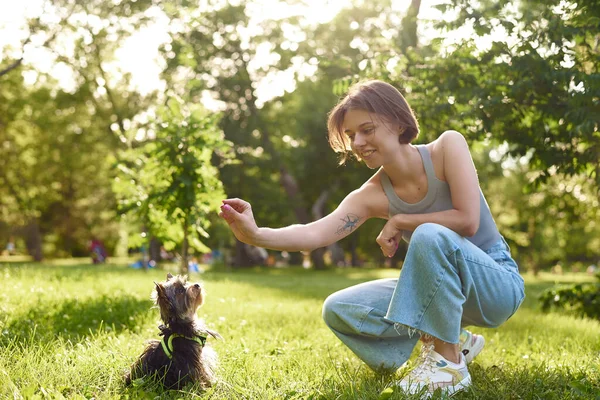 若い女の子がヨークシャーのテリアと緑の公園で走って遊んでいます 女上の歩く訓練小さな犬ヨークシャーテリア上の日当たりの良い自然背景 — ストック写真