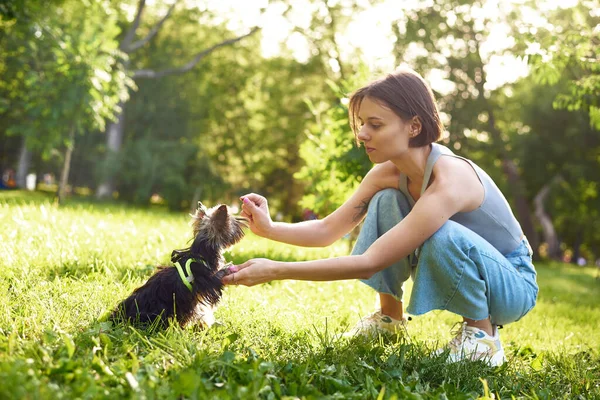 Женщина Тренирует Свою Собаку Парке Молодая Женщина Изучает Команду Сидеть — стоковое фото