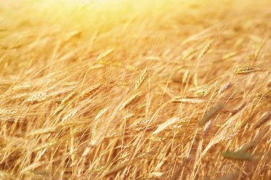Güneşli bir yaz gününde altın buğday kulakları.
