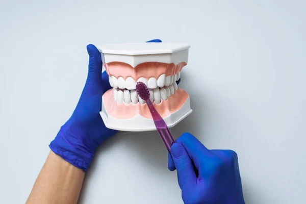 Руки Доктора Показывают Правильно Чистить Зубы Зубной Щеткой Искусственной Челюсти — стоковое фото