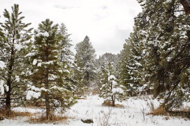 Bir bahar kar fırtınası Sıradağları, ağaçlar ve Chautauqua Park Flatirons, Boulder, Colorado kapsar.