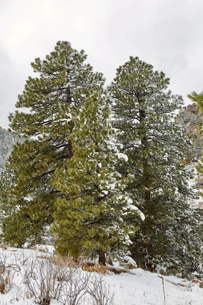 Une Tempête Neige Printanière Couvre Chaîne Montagnes Les Arbres Les — Photo