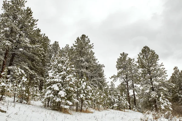 Uma Tempestade Neve Primavera Cobre Cordilheira Árvores Flatirons Parque Chautauqua — Fotografia de Stock