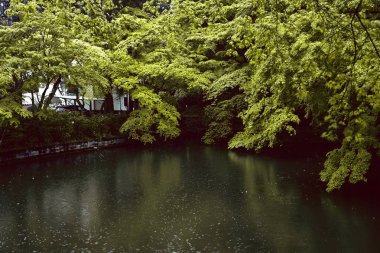 Bir bahar fırtınası sırasında Kyoto, Japonya'da bir gölet ve yeşil akçaağaç ağaçları üzerine düşen yağmur