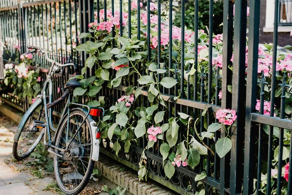 Bicycle resting against a fence with flowers in Amsterdam, Netherlands