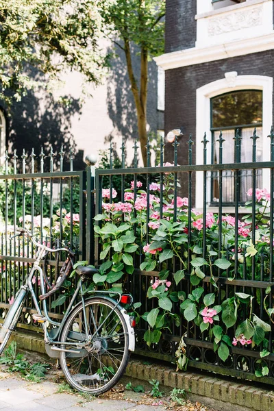 Bicycle resting against a fence with flowers in Amsterdam, Netherlands