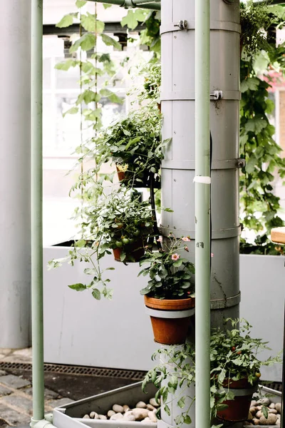 Planten Tentoongesteld Een Verticale Toren Food Hall Borough Market Southwark — Stockfoto