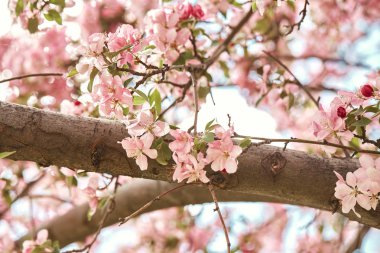 Denver, Colorado'da ağaç dallarında büyüyen, Bahar'da renkli, pembe kiraz çiçekleri çiçekleri Closeup