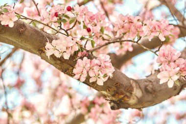 Denver, Colorado'da ağaç dallarında büyüyen, Bahar'da renkli, pembe kiraz çiçekleri çiçekleri Closeup