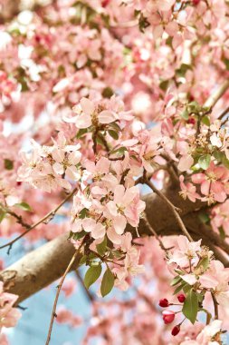 Denver, Colorado'da ağaç dallarında büyüyen, Bahar'da renkli, pembe kiraz çiçekleri çiçekleri Closeup
