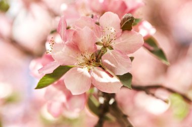 Denver, Colorado'da ağaç dallarında büyüyen, Bahar'da renkli, pembe kiraz çiçekleri çiçekleri Closeup