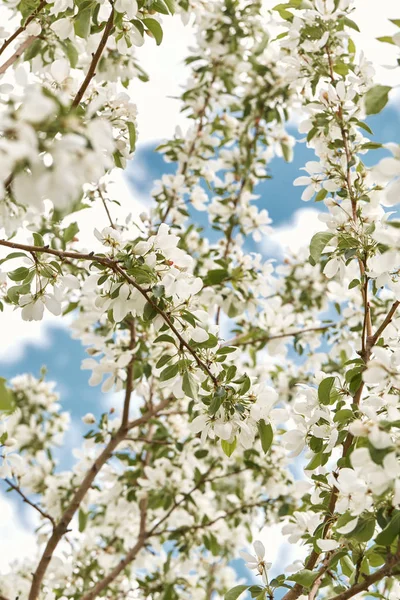 Fehér Cseresznye Virág Virágok Virágzó Egy Ága Egy Tavaszi Napon — Stock Fotó