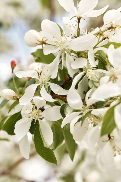 Белые Цветы Сакуры Цветут Ветке Дерева Весенний День Денвере Колорадо — стоковое фото