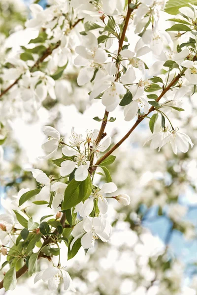 Fehér Cseresznye Virág Virágok Virágzó Egy Ága Egy Tavaszi Napon — Stock Fotó