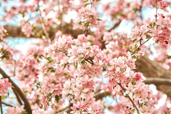 Closeup Colorful Pink Cherry Blossoms Flowers Spring Growing Branches Tree — Stock Photo, Image