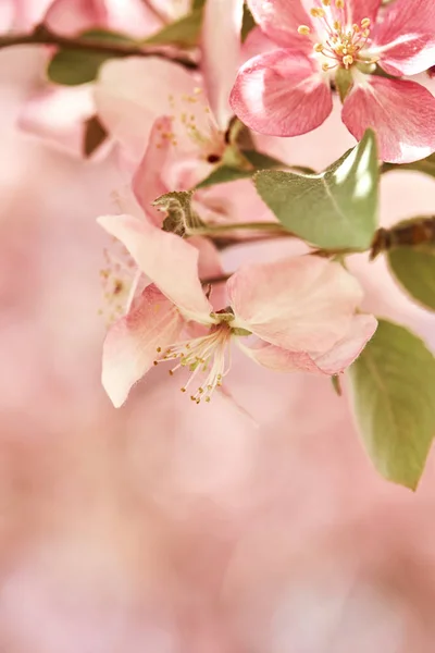 Closeup Színes Rózsaszín Cseresznye Virágok Tavasszal Egyre Nagyobb Ágai Denver — Stock Fotó