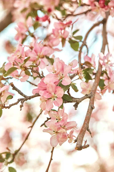 Closeup Színes Rózsaszín Cseresznye Virágok Tavasszal Egyre Nagyobb Ágai Denver — Stock Fotó