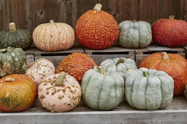 Variety Colorful Pumpkins Squash Wooden Table Farmers Market Autumn Harvest — Stock Photo, Image