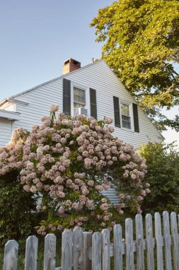 Bar Harbor, Maine 'de bir yerleşim bölgesinde gri tahta bir çite karşı pembe ortanca çalısı. (Hydrangea Makrophylla)