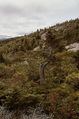 Maine 'deki Çöl Adası' ndaki Acadia Ulusal Parkı 'ndaki Cadillac Dağı' nın zirvesinde, granit kayası boyunca çalıların arasında yürürken..