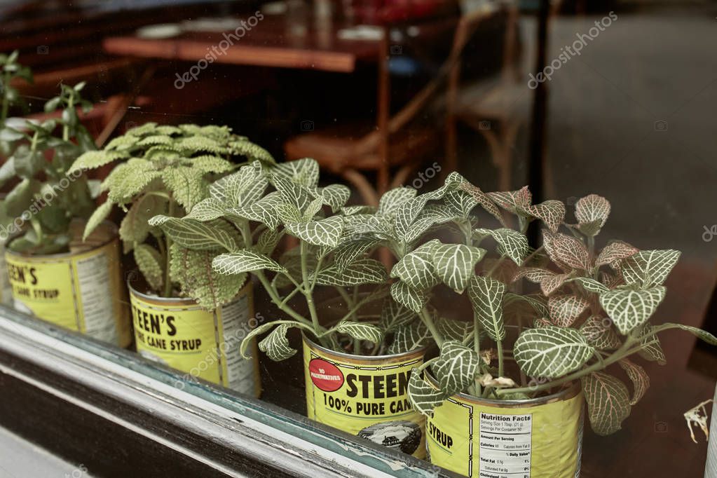 Portland, Maine - September 26th, 2019: Row of decorative plants in old Steen's Cane Syrup cans on a window sill.
