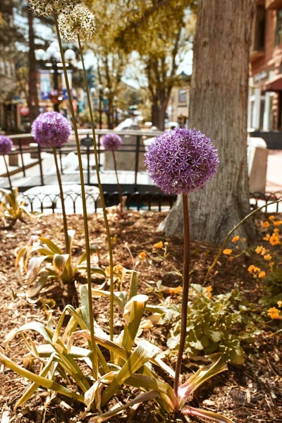 Allium Blumenzwiebeln Blumenbeeten Der Pearl Street Mall Boulder Colorado Gepflanzt — Stockfoto