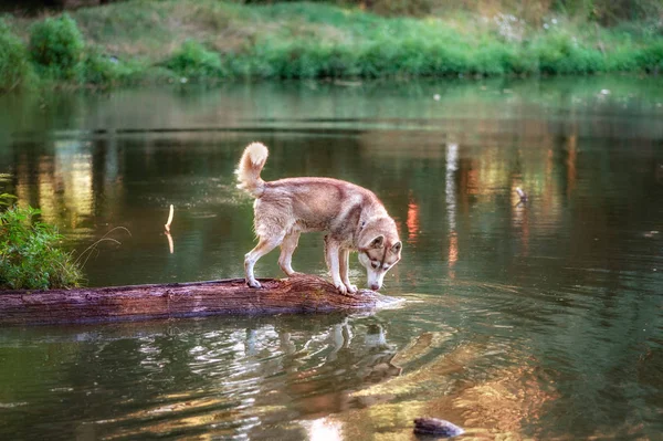 Σιβηρίας Husky Σκυλί Βόλτες Στη Λίμνη — Φωτογραφία Αρχείου