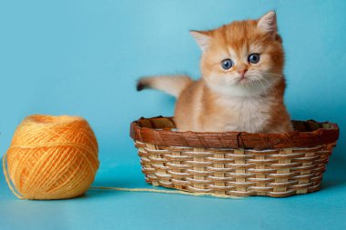 Kedi yavrusu Altın çinçilla İngiliz topuyla mavi arka planda