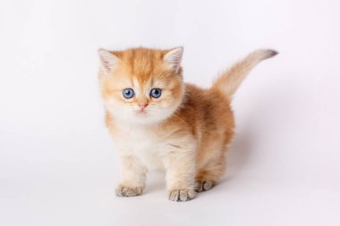 Beyaz arka planda küçük şirin bir kedi yavrusu, beyaz arka planda altın çinçilla bir İngiliz kedisi.