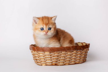 Altın çinçilya kedisi İngiliz sepeti içinde beyaz bir arka planda