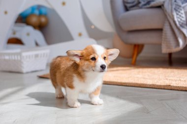 Güzel yavru Galli Corgi evde.
