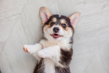 Tatlı Galli Corgi Pembroke köpek yavrusu sırtüstü yere uzanmış gülümsüyor.
