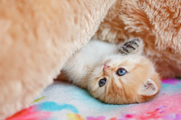 cute fluffy kitten Golden chinchilla Brit is lying on the sofa at home