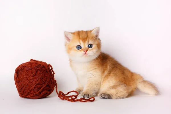 Small Cute Kitten Golden Chinchilla British Ball Thread White Background — Stock Photo, Image
