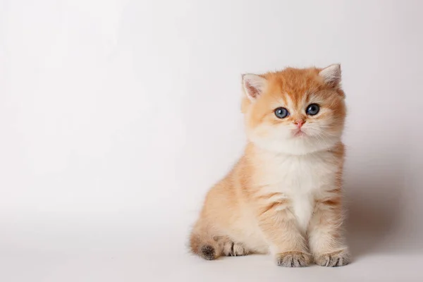 Gatito Oro Chinchilla Británica Sobre Fondo Blanco — Foto de Stock