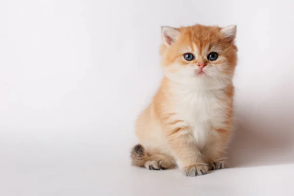 Een Schattig Klein Katje Zit Een Witte Achtergrond Kitten Golden — Stockfoto